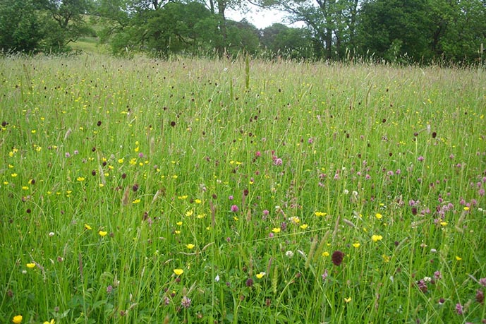 Upland meadow at Bell Sykes Farm, Slaidburn, Forest of Bowland