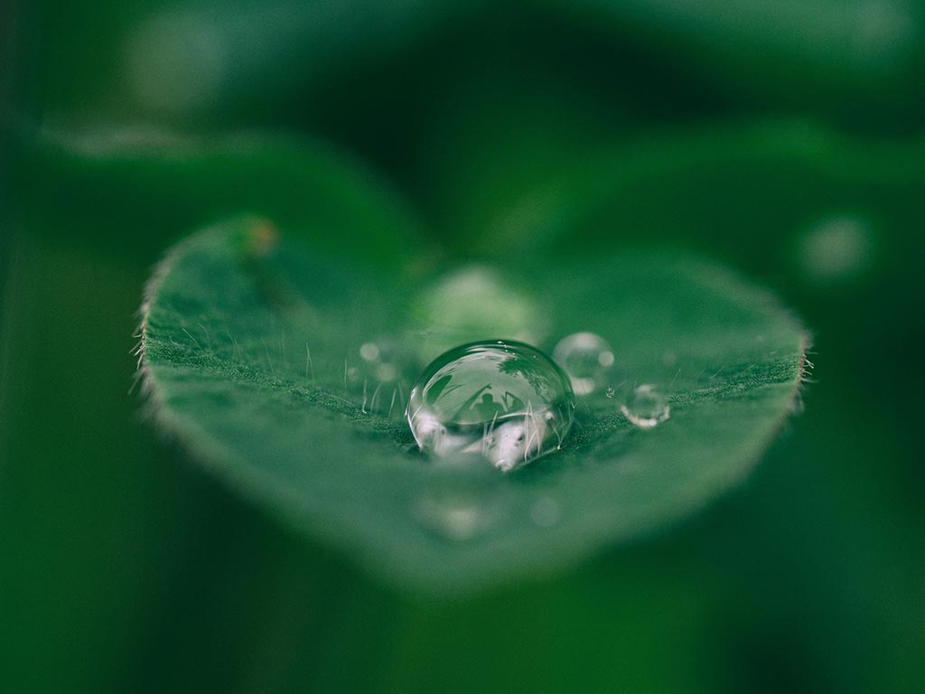 Close up of a small drop of water sitting on a green leaf.