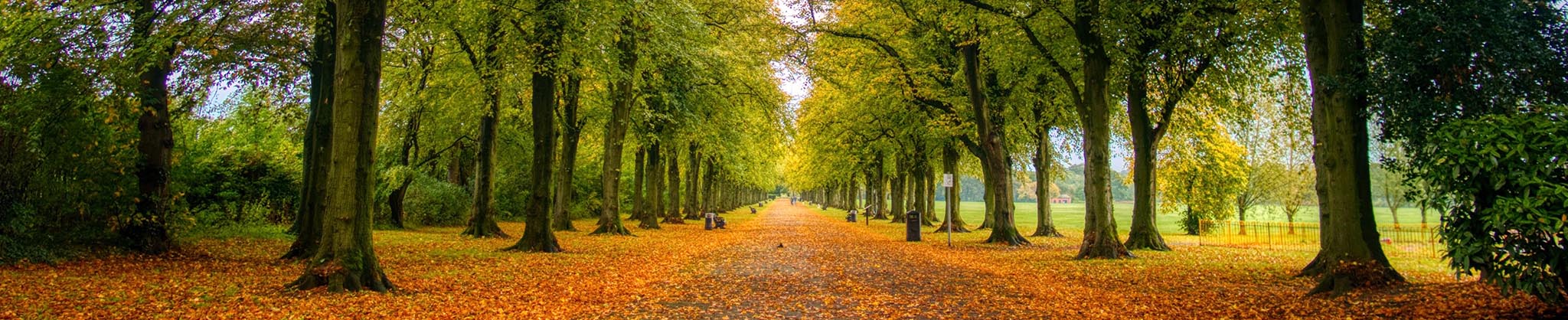 Photo by Wajid Hussain on Unsplash tree lined autumnal path with vanishing point in a Preston park