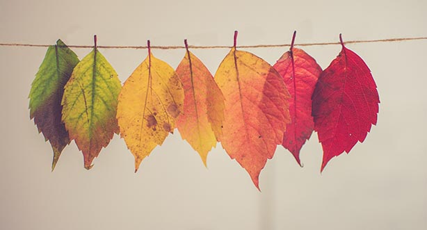 Autumnal leaves hanging on string, Photo by Chris Lawton on Unsplash 