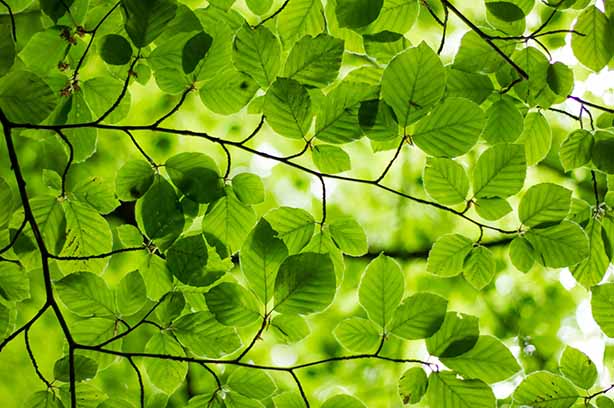 Photo by Ash Amplifies on Unsplash, light through lush green beech leaves overhead on a Sunday walk through Yorkshire