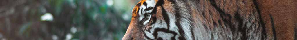 Photo by Clovis Wood on Unsplash, beautiful shot of a Tiger at Chester Zoo