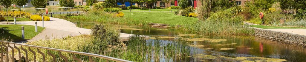 Campus lake with paths and beach and plant borders